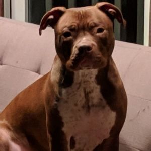 Meet your Posher, Joedy